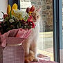 cat, flower_bouquet, window, table, pink_wrapping, yellow_tulip, red_flower, white_flower, indoor, sunlight, stone_wall, pet, feline, fur, sitting, decor, plant_stem, leaf, houseplant, cozy