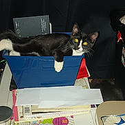 Oreo joined the competition — help win amazing prizes! cat, black_and_white, container, shelf, papers, books, indoor, clutter, feline, resting, storage, plastic, desk, booklet, writing, stack, animal, pet, home, relaxed