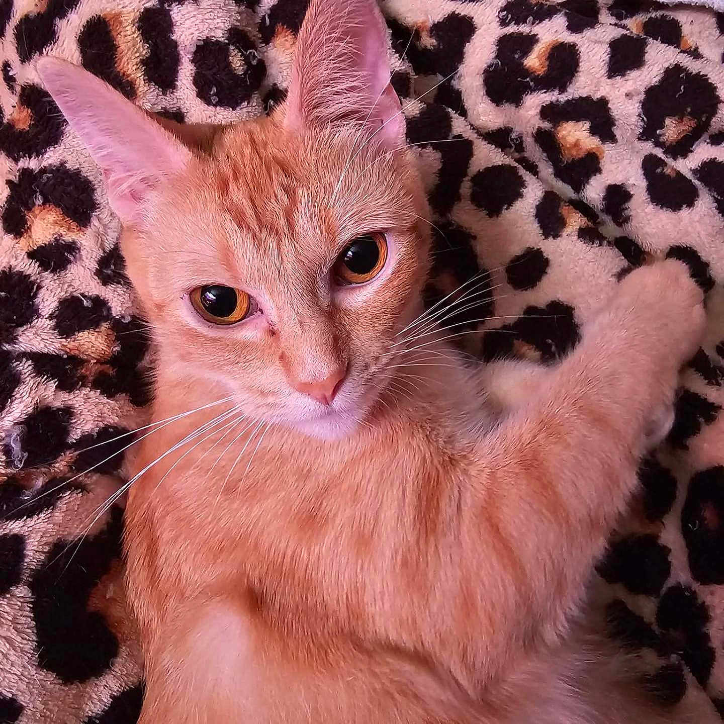 Pip joined the competition — help win amazing prizes! cat, ginger_cat, pet, animal, feline, whiskers, ears, eyes, fur, blanket, leopard_print, cozy, indoor, cute, close_up, looking_at_camera, soft_texture, relaxed, paw, resting