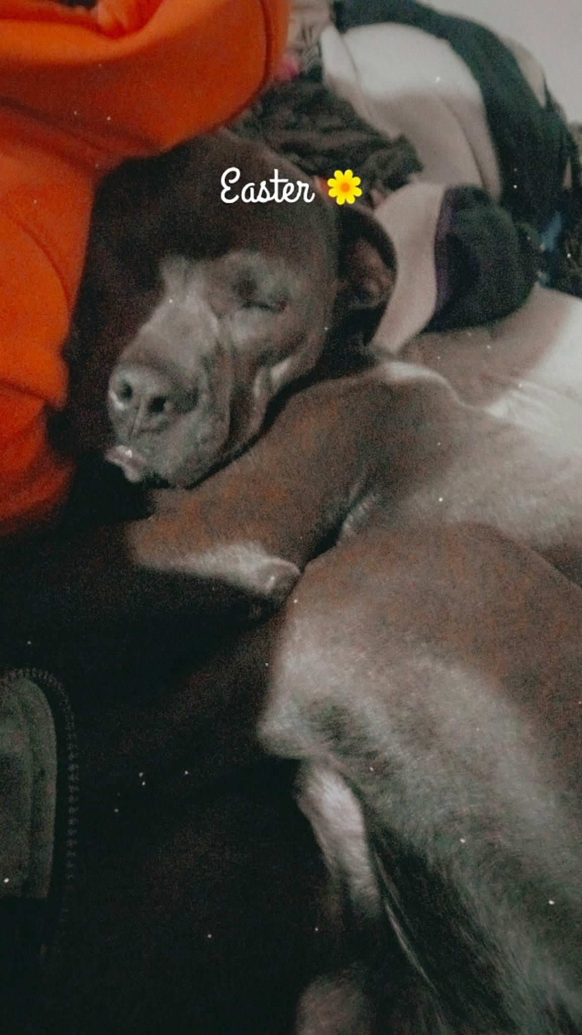 Bruh joined the competition — help win amazing prizes! canidae, carnivore, comfort, companion_dog, couch, dog, dog_breed, fawn, felidae, fur, grey, liver, small_to_medium_sized_cats, snout, sporting_group, tail, terrestrial_animal, toy_dog, whiskers, working_animal