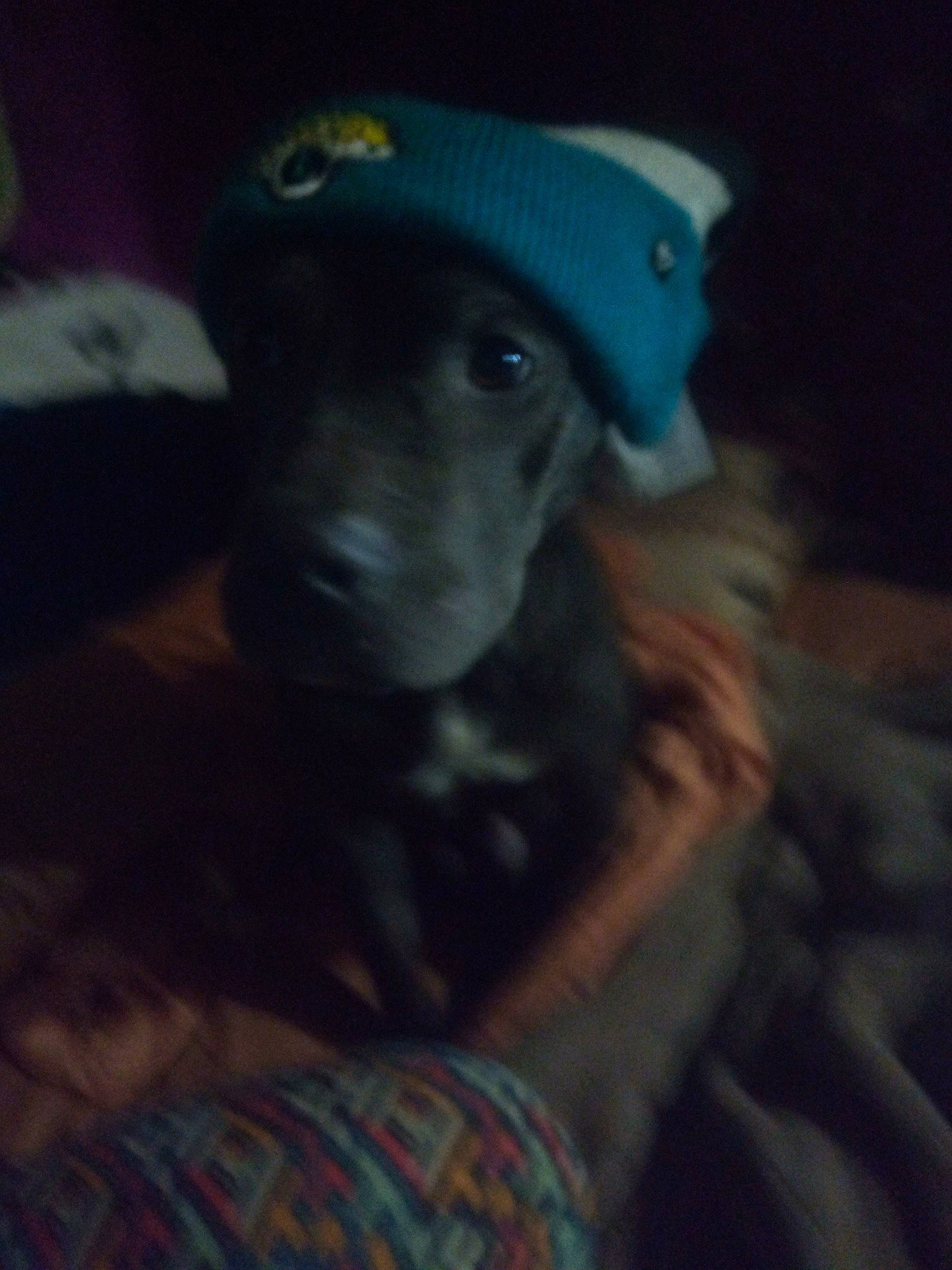 Bruh joined the competition — help win amazing prizes! canidae, carnivore, cloud, companion_dog, darkness, dog, dog_breed, ear, electric_blue, fur, hat, jaw, night, personal_protective_equipment, plaid, selfie, snout, sporting_group, whiskers, working_animal