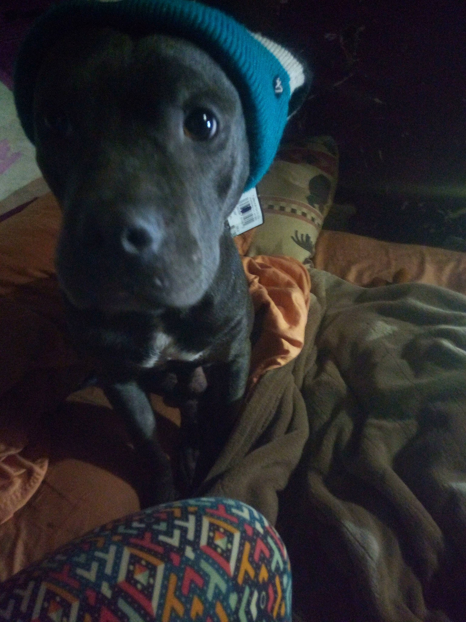 Bruh is registered to the contest to win money with this photo: borador, canidae, carnivore, comfort, companion_dog, darkness, dog, dog_breed, electric_blue, fawn, fur, guard_dog, hat, non_sporting_group, puppy, selfie, snout, sporting_group, whiskers, working_animal