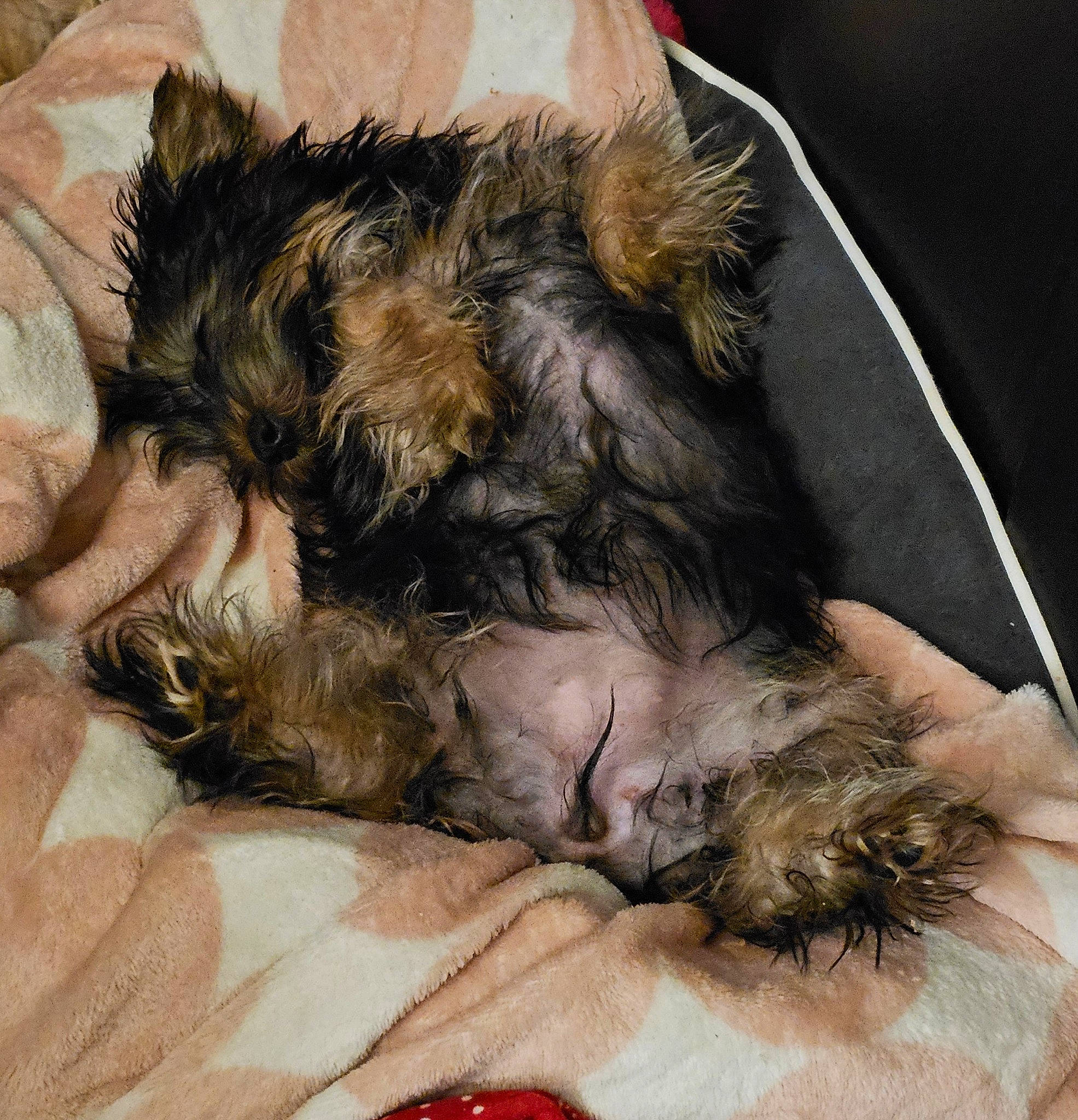 Câline participe au concours pour gagner de l'argent avec cette photo : canidae, carnivore, comfort, companion_dog, dog, dog_breed, fawn, felidae, fur, liver, paw, small_terrier, small_to_medium_sized_cats, snout, sporting_group, tail, terrestrial_animal, terrier, toy_dog, whiskers