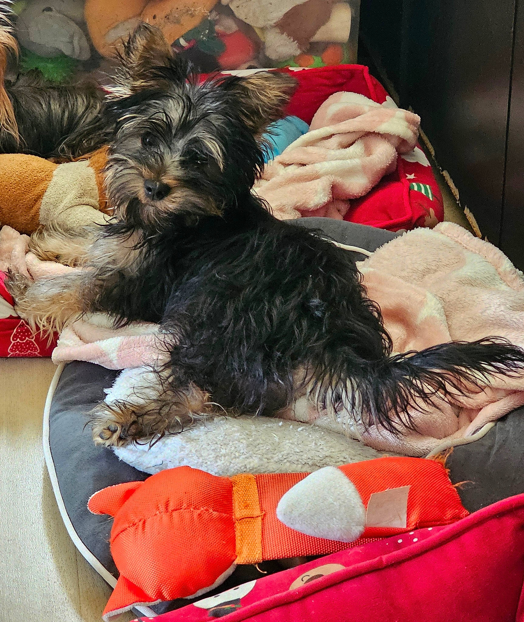 Câline participe au concours pour gagner de l'argent avec cette photo : canidae, carnivore, comfort, companion_dog, dog, dog_breed, dog_supply, fur, nap, non_sporting_group, sitting, small_terrier, sporting_group, terrier, toy_dog, working_animal