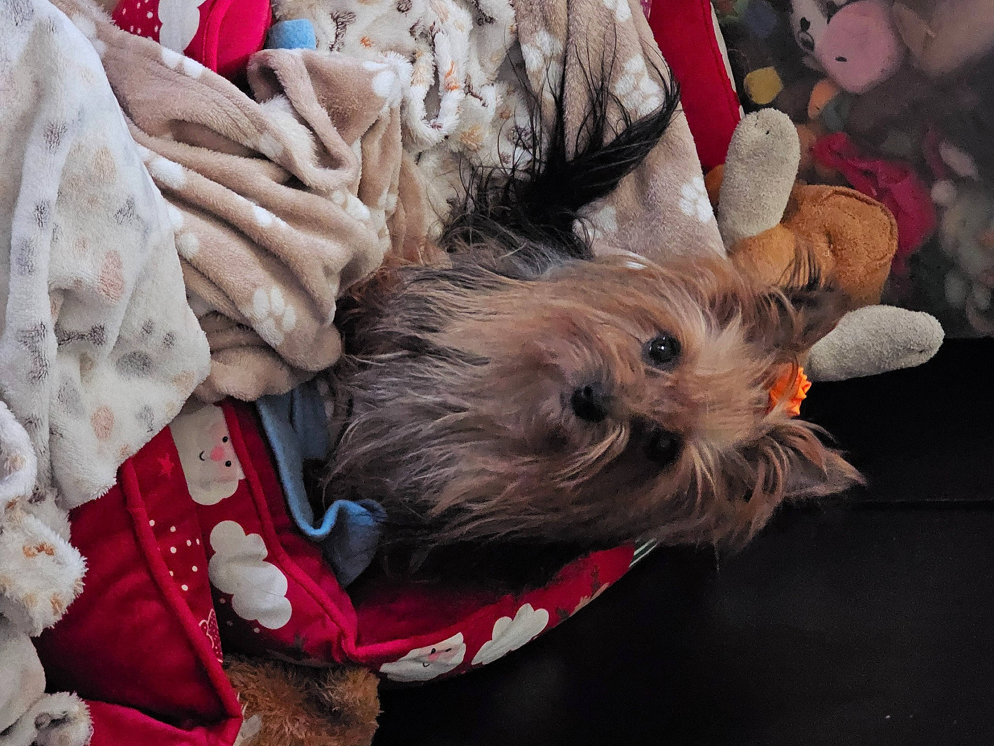 Sibelle participe au concours pour gagner de l'argent avec cette photo : canidae, carnivore, christmas, companion_dog, dog, dog_breed, dog_clothes, event, fur, puppy, schnauzer, small_terrier, snout, sporting_group, terrier, toy_dog, working_animal, yorkipoo, yorkshire_terrier