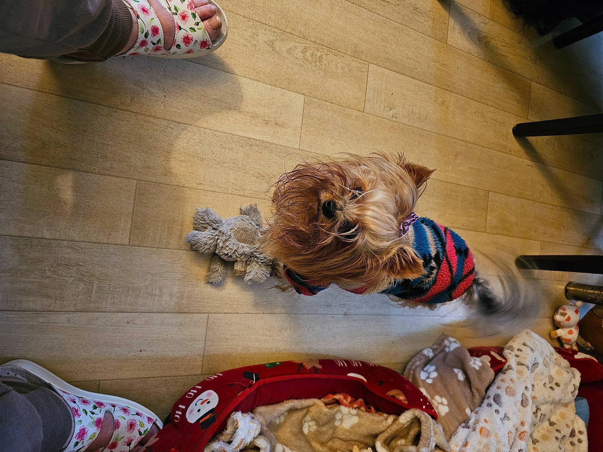 Pépette participe au concours pour gagner de l'argent avec cette photo : art, companion_dog, fashion_accessory, flooring, fun, fur, hair_coloring, happy, human_leg, tradition, visual_arts, wood