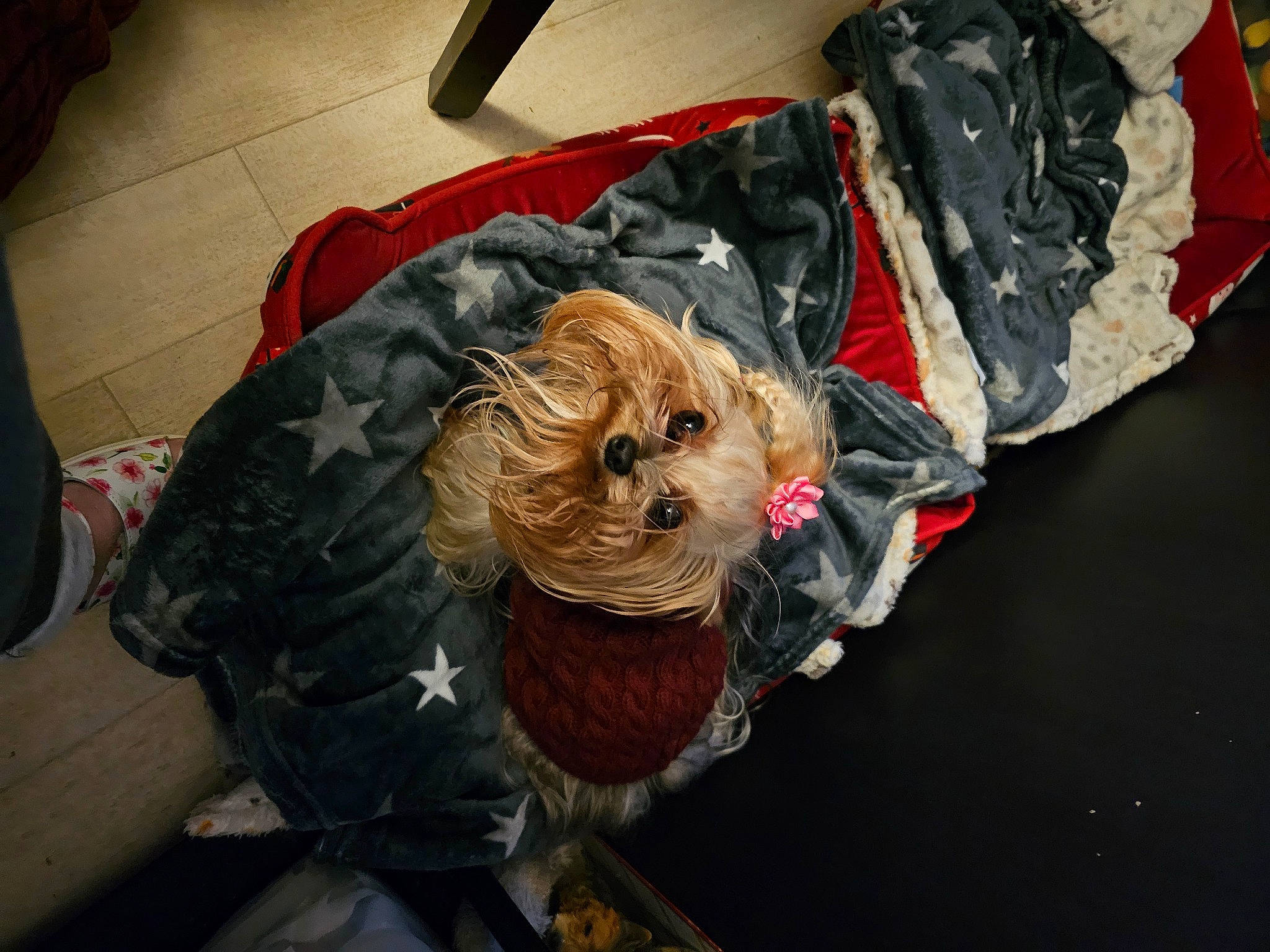 Pépette participe au concours pour gagner de l'argent avec cette photo : bag, baggage, canidae, carnivore, companion_dog, dog, dog_breed, dog_clothes, dog_supply, fashion_accessory, fur, luggage_and_bags, personal_protective_equipment, plastic_bag, small_terrier, snout, sporting_group, toy, toy_dog, working_animal