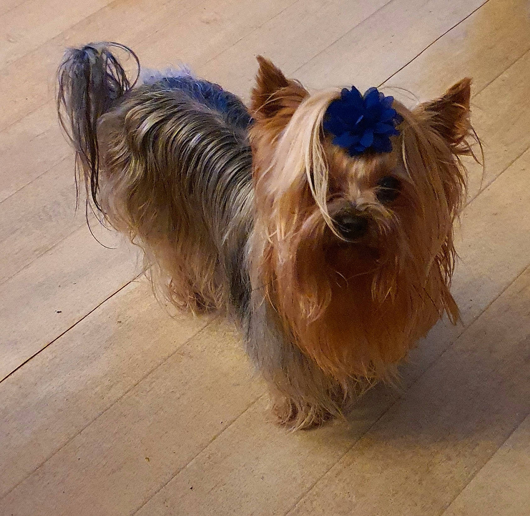 Pépette a rejoint le concours — aidez-le/la à gagner de superbes lots ! biewer_terrier, canidae, carnivore, companion_dog, dog, dog_breed, dog_supply, electric_blue, flooring, fur, hardwood, liver, non_sporting_group, small_terrier, sporting_group, tail, terrier, toy_dog, wood, working_animal