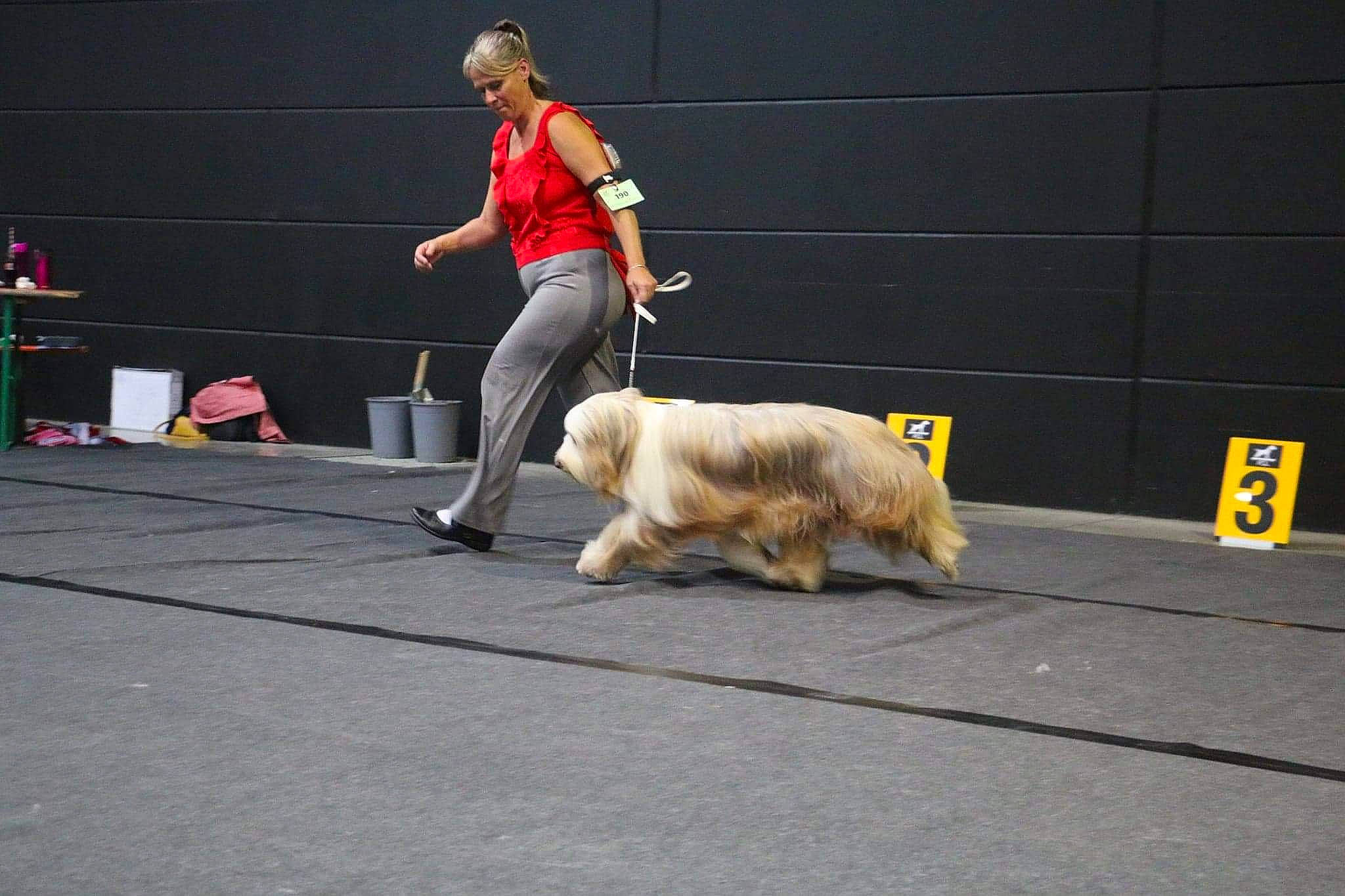 Physalis participe au concours pour gagner de l'argent avec cette photo : asphalt, canidae, carnivore, companion_dog, competition, dog, dog_breed, entertainment, event, flooring, fun, fur, leash, performing_arts, public_event, recreation, road, snout, sporting_group, sports