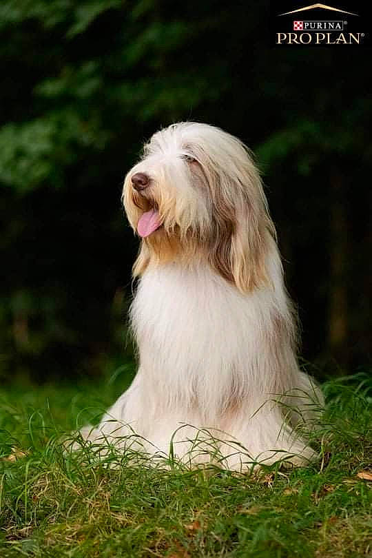 Physalis participe au concours pour gagner de l'argent avec cette photo : canidae, carnivore, companion_dog, dog, dog_breed, fur, grass, grassland, happy, herding_dog, liver, non_sporting_group, plant, terrestrial_animal, toy_dog, tree, working_animal, working_dog