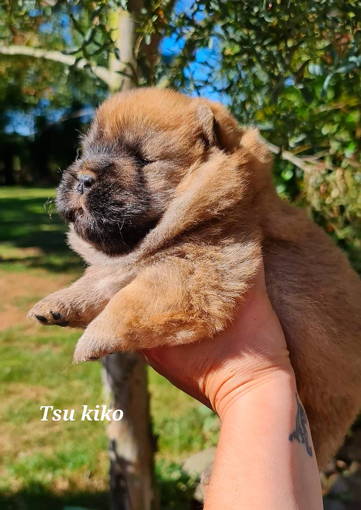Tsu Kiko participe au concours pour gagner de l'argent avec cette photo : companion_dog, dog_breed, fawn, fur, grass, hand, paw, plant, snout, soil, terrestrial_animal, tree, wildlife, wildlife_biologist, working_animal, wrinkle, zoo