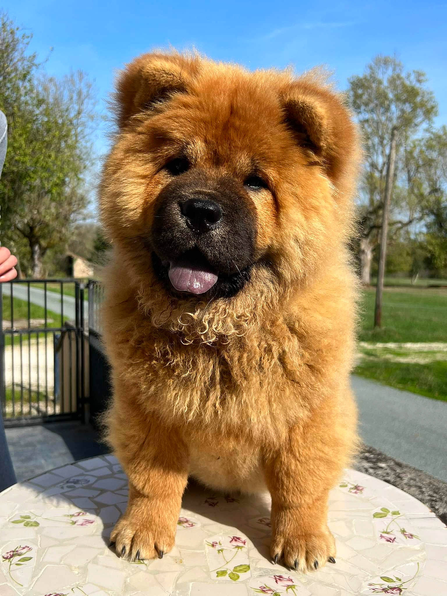 Tsu Kiko a rejoint le concours — aidez-le/la à gagner de superbes lots ! bear, carnivore, chow_chow, cloud, companion_dog, dog_breed, event, fawn, fence, fur, giant_dog_breed, plant, sky, snout, terrestrial_animal, tree, wildlife, working_animal