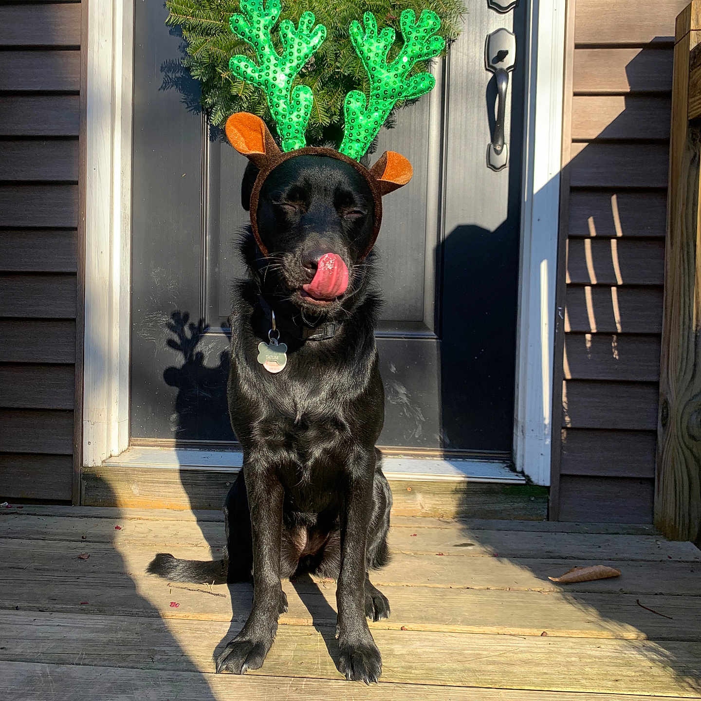 Tatum is registered to the contest to win money with this photo: animal, architecture, building, canine, dog, flower, flowerarrangement, hardwood, house, housing, jar, labradorretriever, pet, plant, planter, porch, pottedplant, pottery, tree, wood