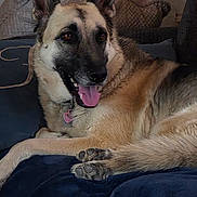 Nova is registered to the contest to win money with this photo: dog, german_shepherd, canine, pet, animal, tongue_out, lying_down, couch, indoor, fur, ears, paws, collar, relaxed, brown_eyes, friendly, comfort, home, resting, cozy