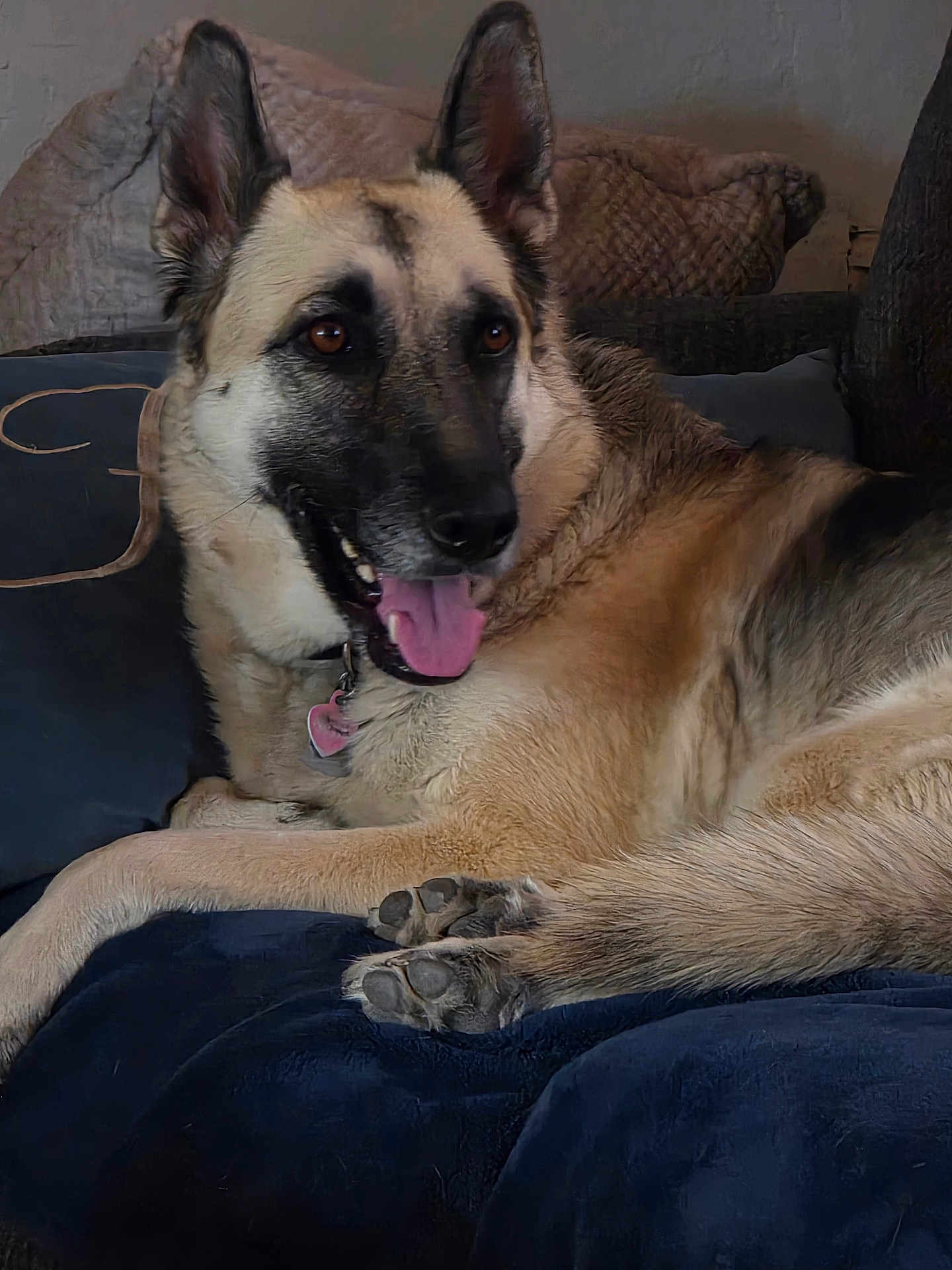 Nova is registered to the contest to win money with this photo: dog, german_shepherd, canine, pet, animal, tongue_out, lying_down, couch, indoor, fur, ears, paws, collar, relaxed, brown_eyes, friendly, comfort, home, resting, cozy