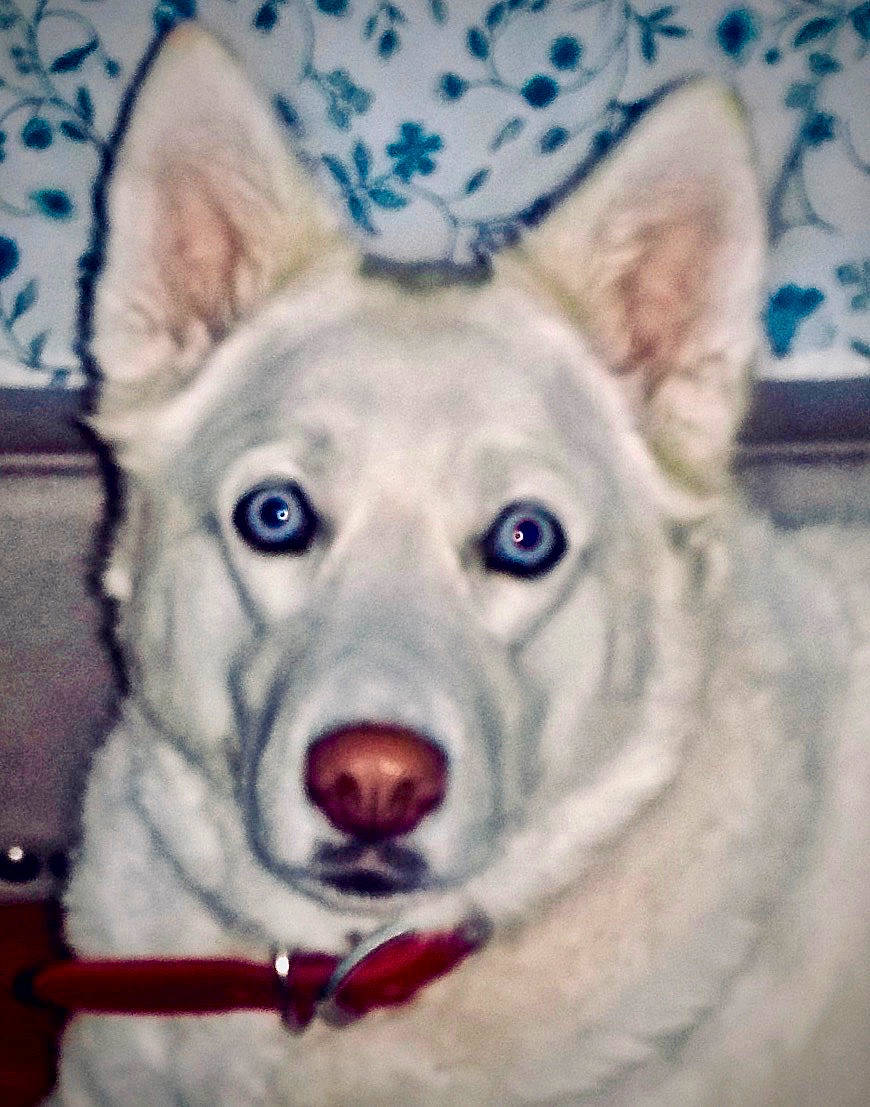 Angel joined the competition — help win amazing prizes! art, blue, canidae, canis, carnivore, companion_dog, dog, dog_breed, fang, fawn, fur, head, snout, sporting_group, terrestrial_animal, whiskers, wildlife, winter, wolf, working_animal