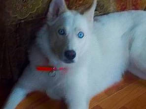 Angel joined the competition — help win amazing prizes! ancient_dog_breeds, canidae, canis, carnivore, companion_dog, dog, dog_breed, fawn, fur, hardwood, non_sporting_group, samoyed, snout, sporting_group, terrestrial_animal, varnish, whiskers, wood, wood_stain, working_animal