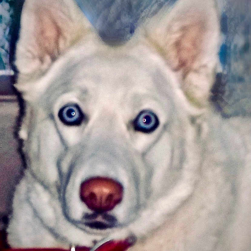 Angel joined the competition — help win amazing prizes! accessories, animal, bodypart, canine, dog, eskimodog, husky, leash, mouth, person, pet, puppy, strap, whitedog