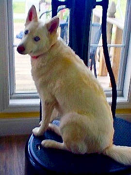 Angel joined the competition — help win amazing prizes! ancient_dog_breeds, canidae, carnivore, collar, companion_dog, dog, dog_breed, fawn, flooring, fur, paw, photo_caption, snout, sporting_group, tail, terrestrial_animal, whiskers, window, working_animal, working_dog