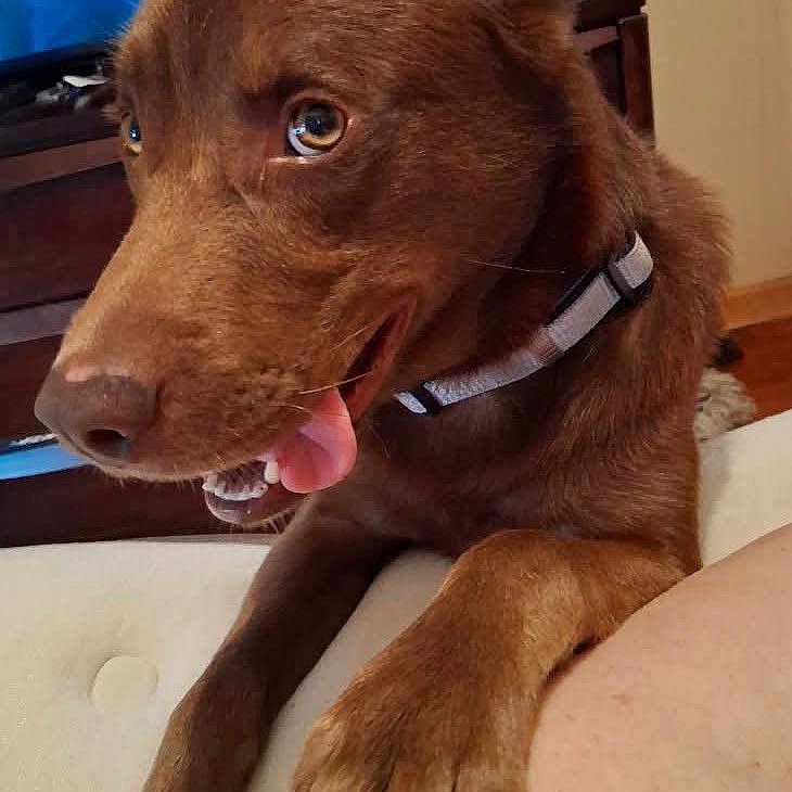 Copper is registered to the contest to win money with this photo: animal, bodypart, bulldog, canine, dog, goldenretriever, hound, husky, labradorretriever, mouth, person, pet, policedog, puppy, snout