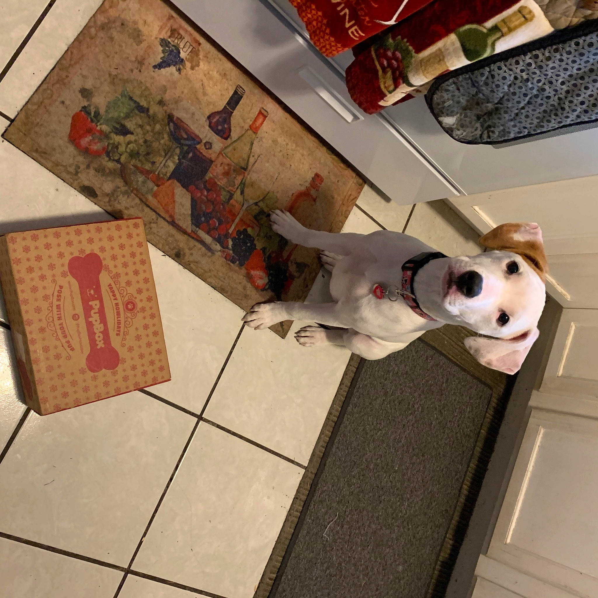 Marshmallow joined the competition — help win amazing prizes! art, carmine, carnivore, companion_dog, dog, dog_breed, eyewear, fawn, floor, flooring, fur, metal, pattern, room, selfie, stuffed_toy, tile, toy, visual_arts, wood