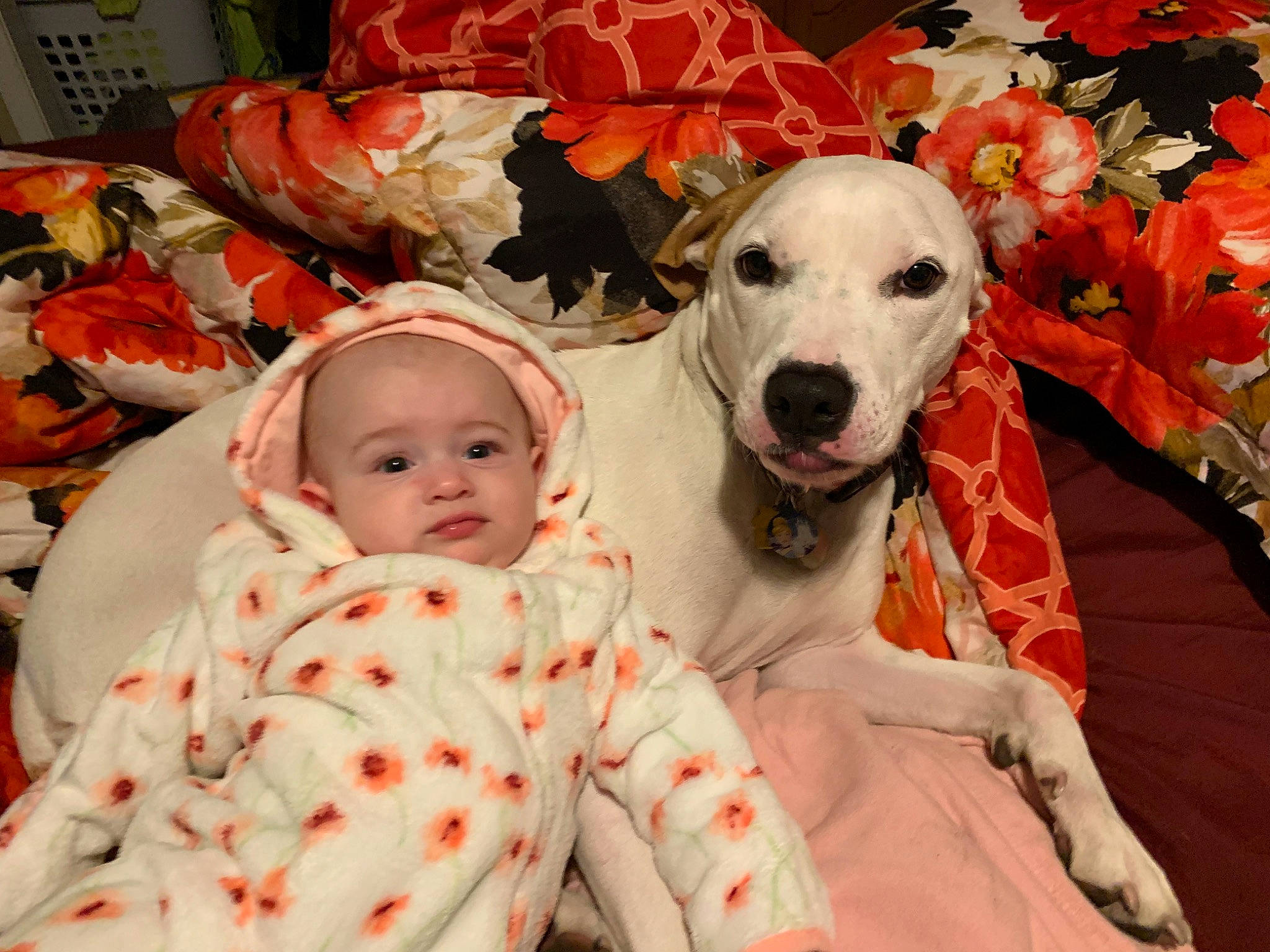 Marshmallow is registered to the contest to win money with this photo: baby, baby_toddler_clothing, canidae, carnivore, comfort, companion_dog, couch, dalmatian, dog, dog_breed, event, facial_expression, flower, fur, happy, hat, pattern, smile, sporting_group, toddler