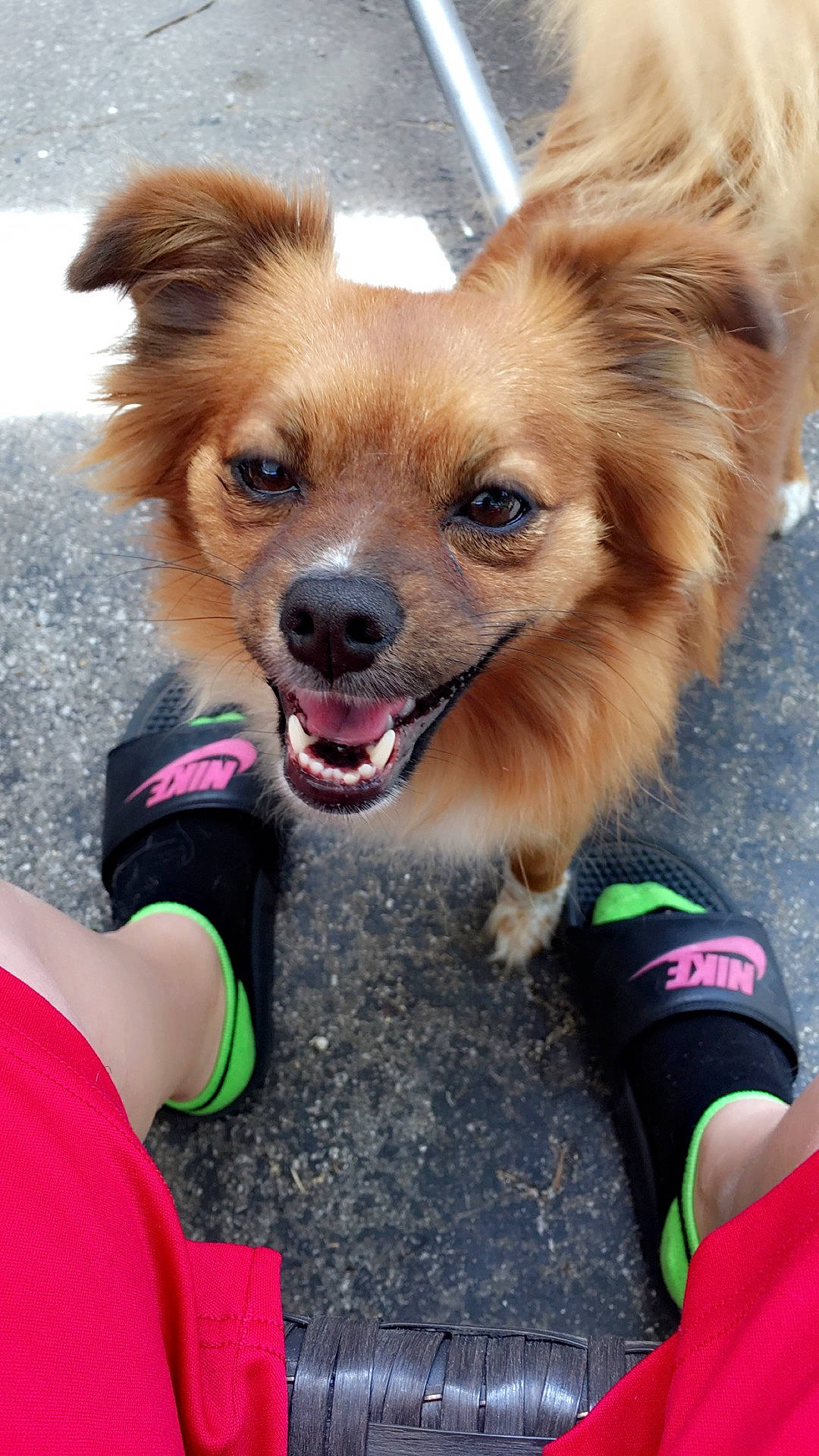 Grizzly is registered to the contest to win money with this photo: canidae, carnivore, collar, companion_dog, dog, dog_breed, dog_supply, fawn, fur, liver, photography, plant, snout, sporting_group, toy_dog, whiskers, working_dog