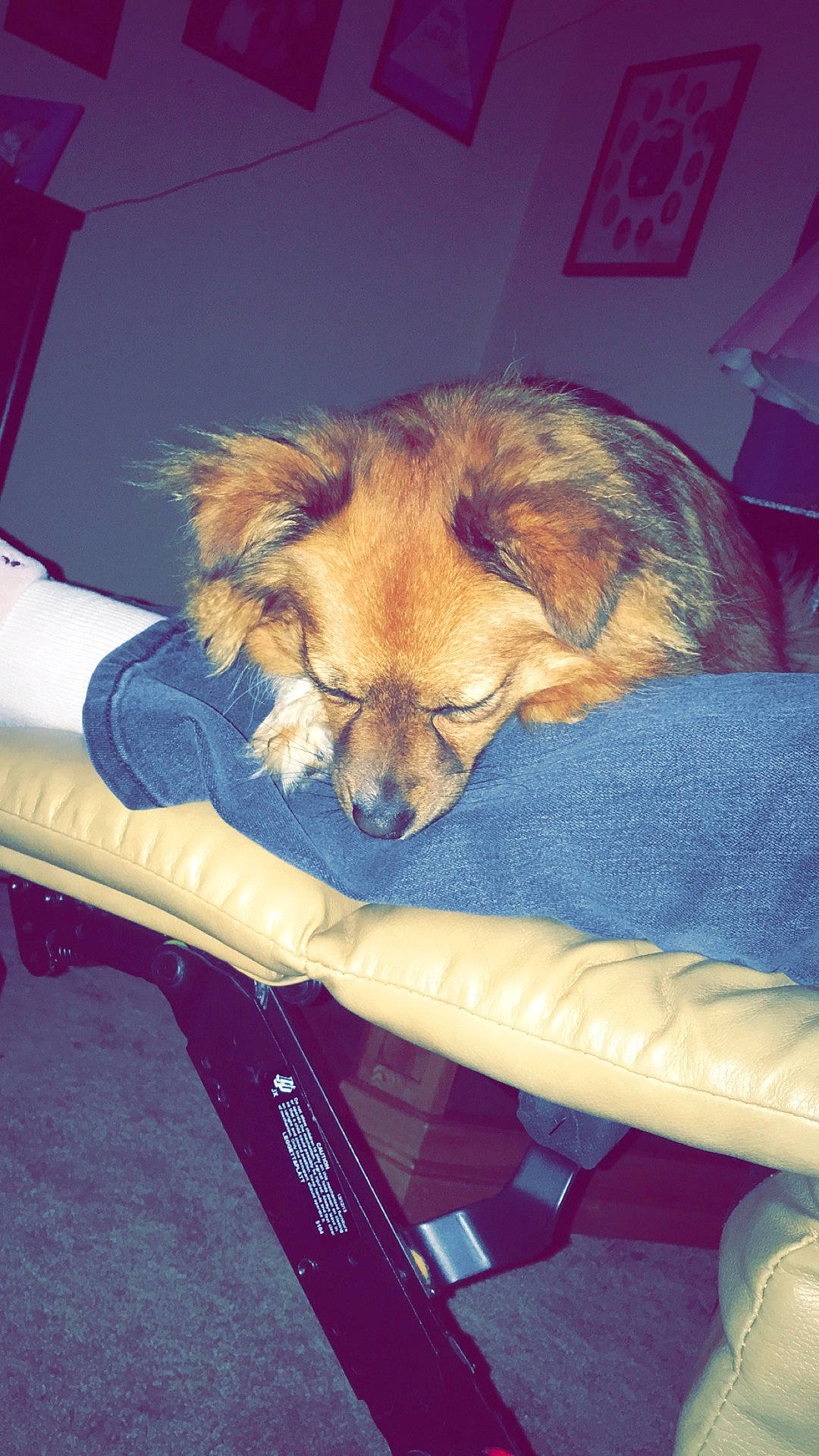 Grizzly is registered to the contest to win money with this photo: canidae, carnivore, claw, comfort, companion_dog, dog, dog_breed, electric_blue, fawn, felidae, fur, liver, nap, paw, small_to_medium_sized_cats, spitz, sporting_group, tail, toy_dog, whiskers