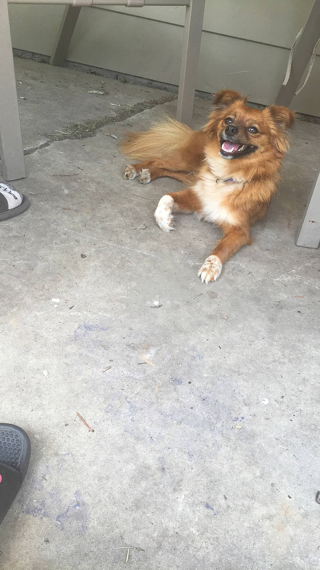 Grizzly is registered to the contest to win money with this photo: asphalt, canidae, carnivore, companion_dog, concrete, dog, dog_breed, dog_supply, fawn, flooring, fur, liver, paw, pomeranian, road_surface, sidewalk, spitz, sporting_group, tail, toy_dog