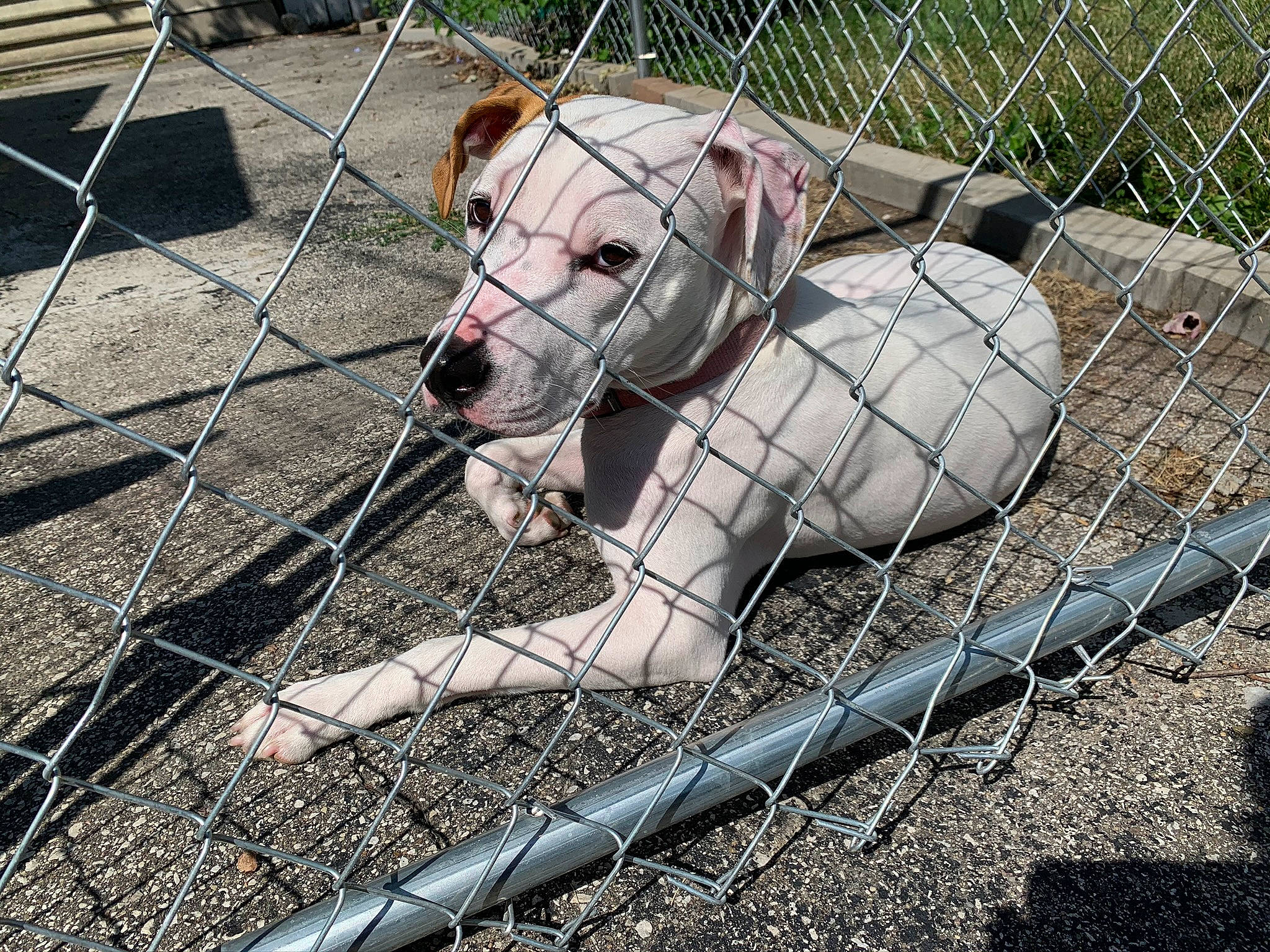 Marshmallow is registered to the contest to win money with this photo: black_footed_ferret, cage, chain_link_fencing, collar, dog_breed, dog_supply, event, fawn, fence, grass, mesh, metal, net, pet_supply, service, snout, suidae, terrestrial_animal, wire_fencing, working_animal