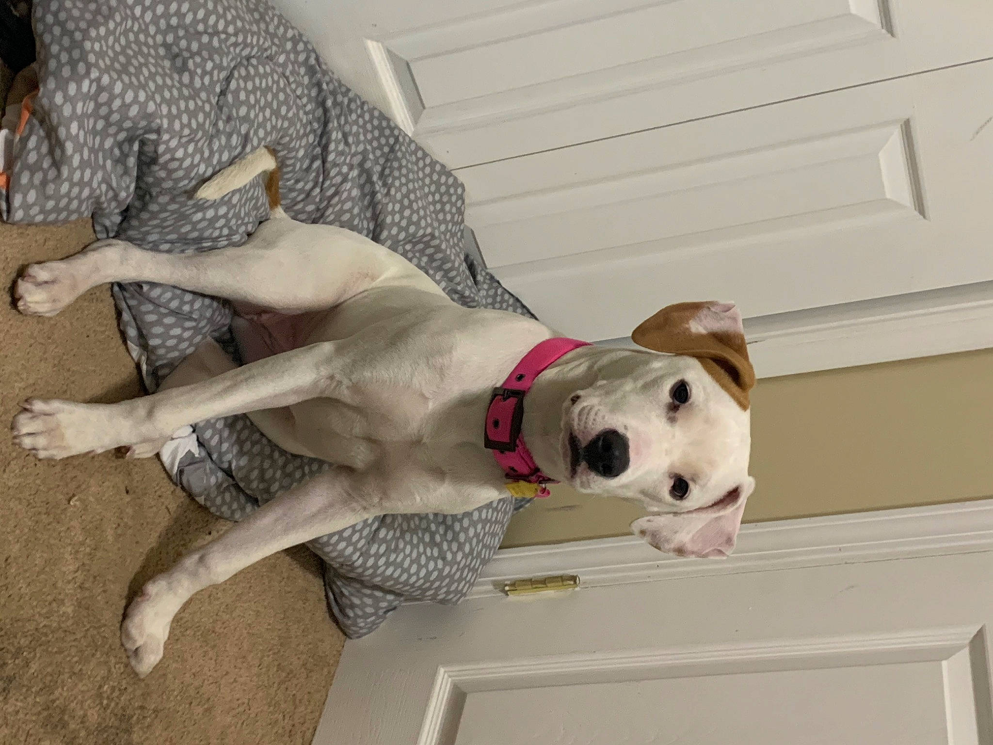 Marshmallow joined the competition — help win amazing prizes! canidae, carnivore, collar, comfort, companion_dog, dog, dog_breed, dog_collar, dog_supply, fawn, foot, human_leg, knee, leash, pattern, paw, pet_supply, sporting_group, thigh, working_animal