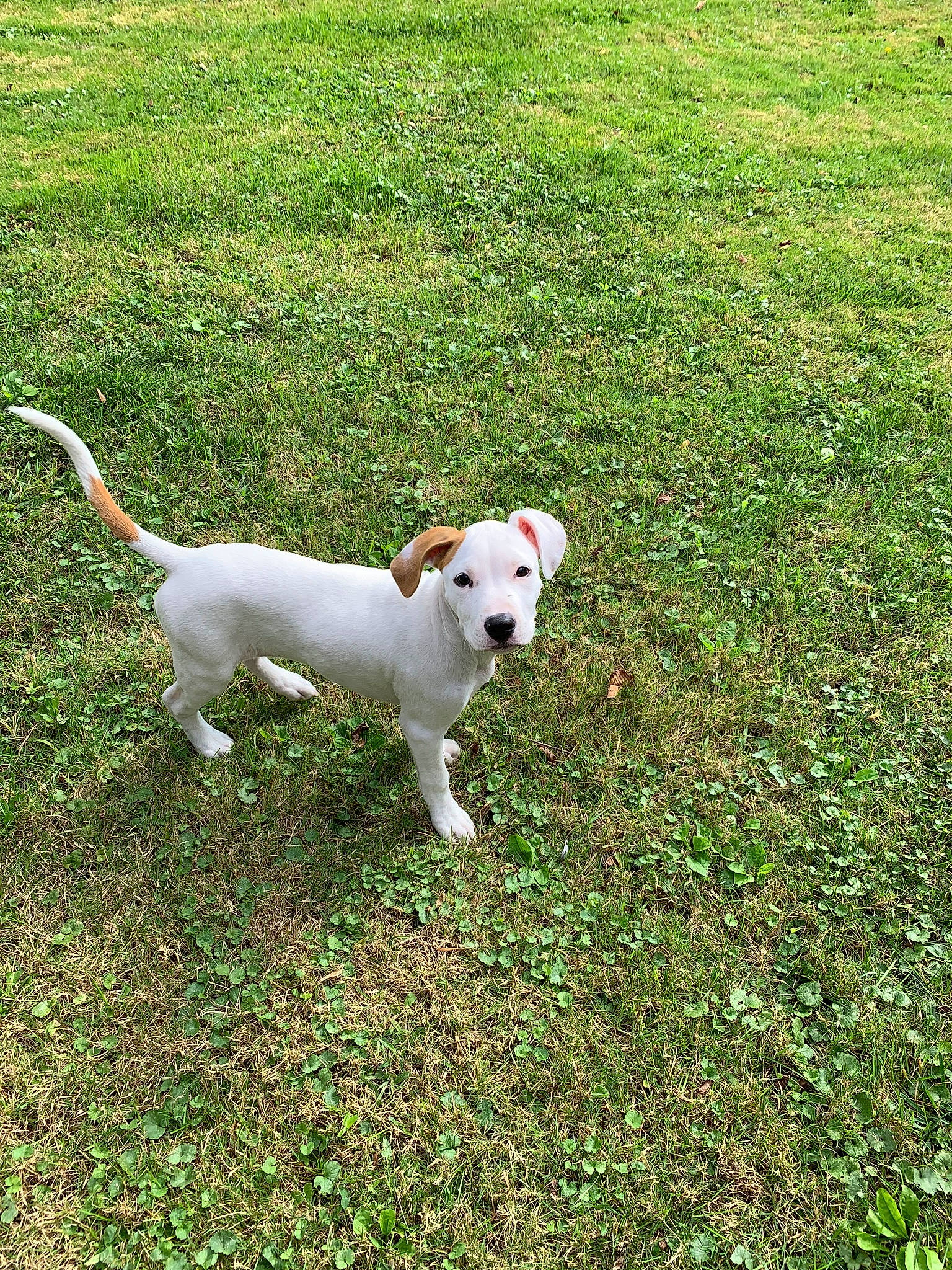 Marshmallow is registered to the contest to win money with this photo: carnivore, collar, companion_dog, dog, dog_breed, dogo_guatemalteco, fawn, grass, grassland, groundcover, lawn, non_sporting_group, pasture, plant, snout, sporting_group, tail, terrier, walking, working_animal