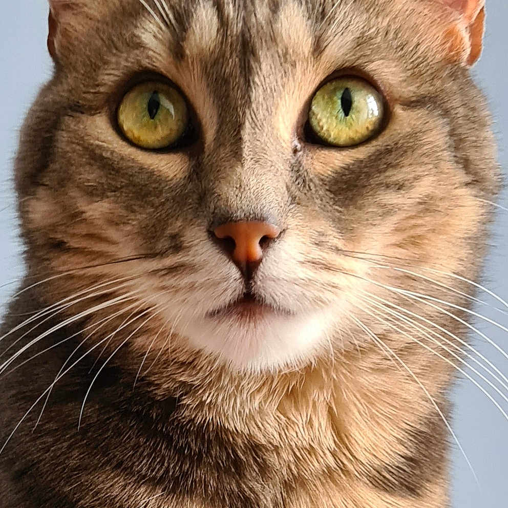 Maya a rejoint le concours — aidez-le/la à gagner de superbes lots ! animal, background, cat, close_up, curious, domestic_cat, ears, face, feline, fur, green_eyes, indoor, looking, mammal, nose, pet, portrait, soft_light, tabby, whiskers