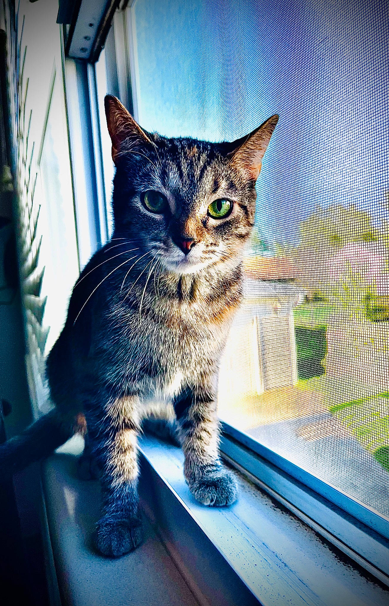 Blade is registered to the contest to win money with this photo: blue, carnivore, cat, domestic_short_haired_cat, electric_blue, eye, felidae, fur, grass, iris, mammal, paw, sitting, small_to_medium_sized_cats, snout, sunlight, tail, vertebrate, whiskers, window