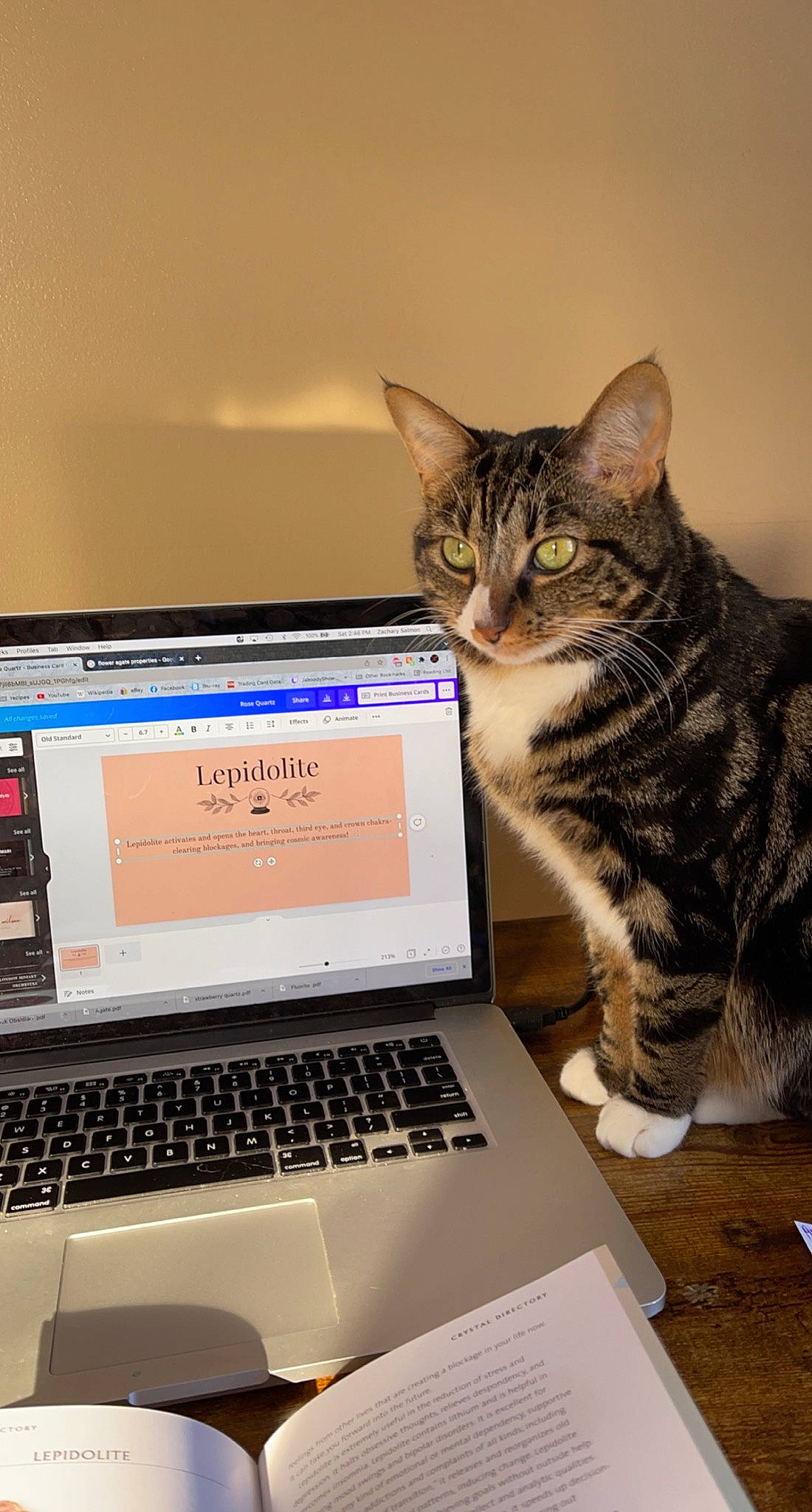 Larkin joined the competition — help win amazing prizes! carnivore, cat, computer, computer_desk, computer_hardware, computer_keyboard, felidae, input_device, laptop, mouse, netbook, office_equipment, output_device, peripheral, personal_computer, small_to_medium_sized_cats, space_bar, table, touchpad, whiskers