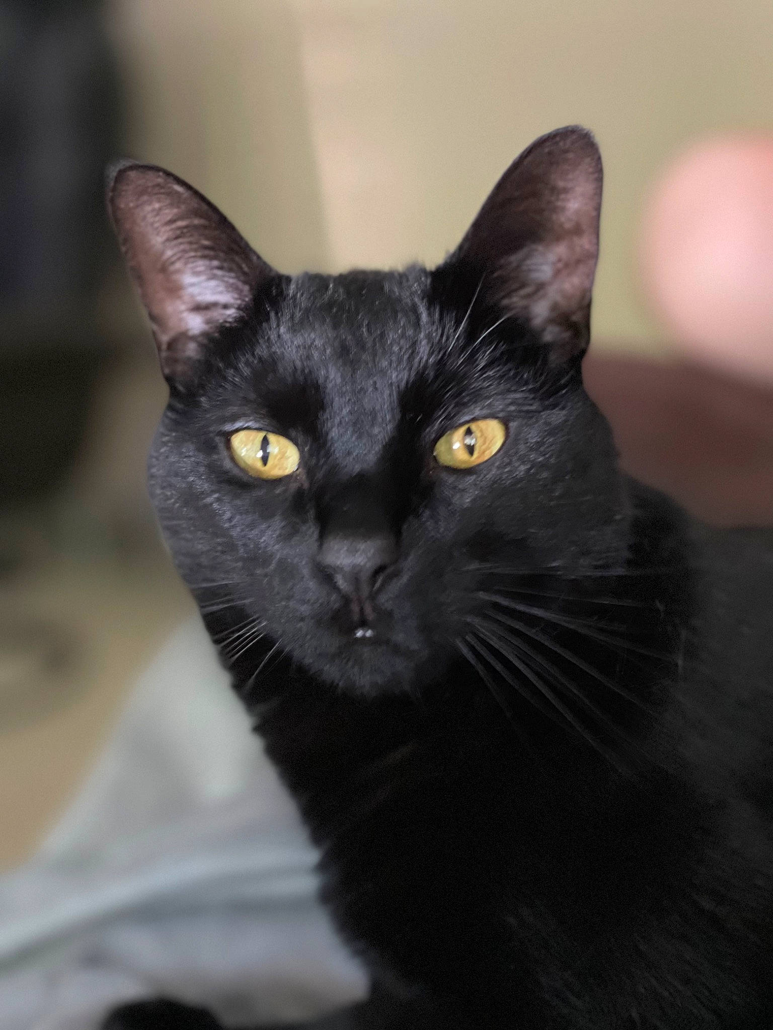 Voodoo joined the competition — help win amazing prizes! black_cat, bombay, carnivore, cat, close_up, domestic_short_haired_cat, felidae, fur, havana_brown, small_to_medium_sized_cats, snout, terrestrial_animal, whiskers