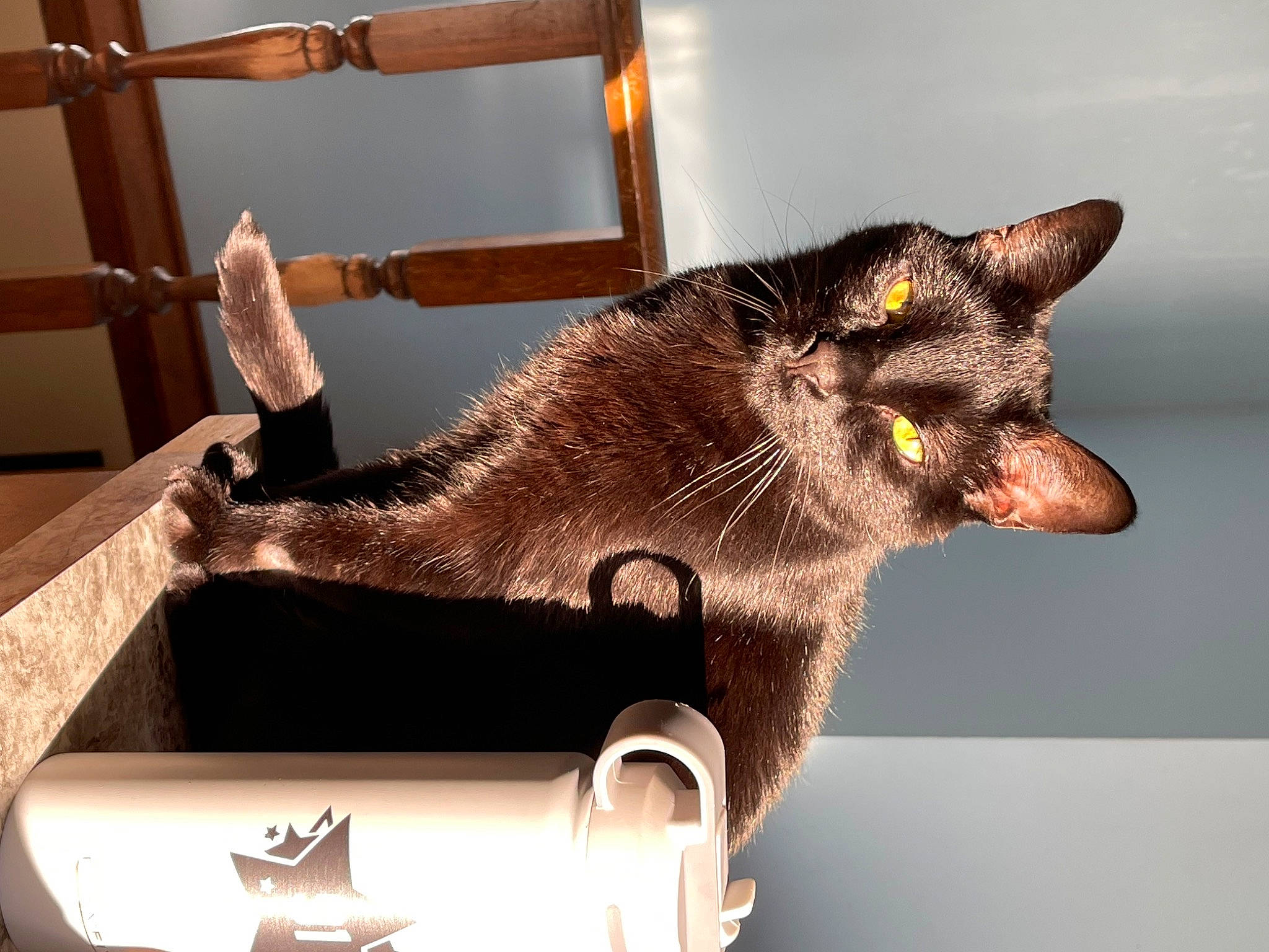 Voodoo is registered to the contest to win money with this photo: bombay, carnivore, cat, claw, domestic_short_haired_cat, eye, eyewear, fashion_accessory, fawn, felidae, fur, gesture, metal, plumbing_fixture, sink, small_to_medium_sized_cats, snout, tail, tap, whiskers