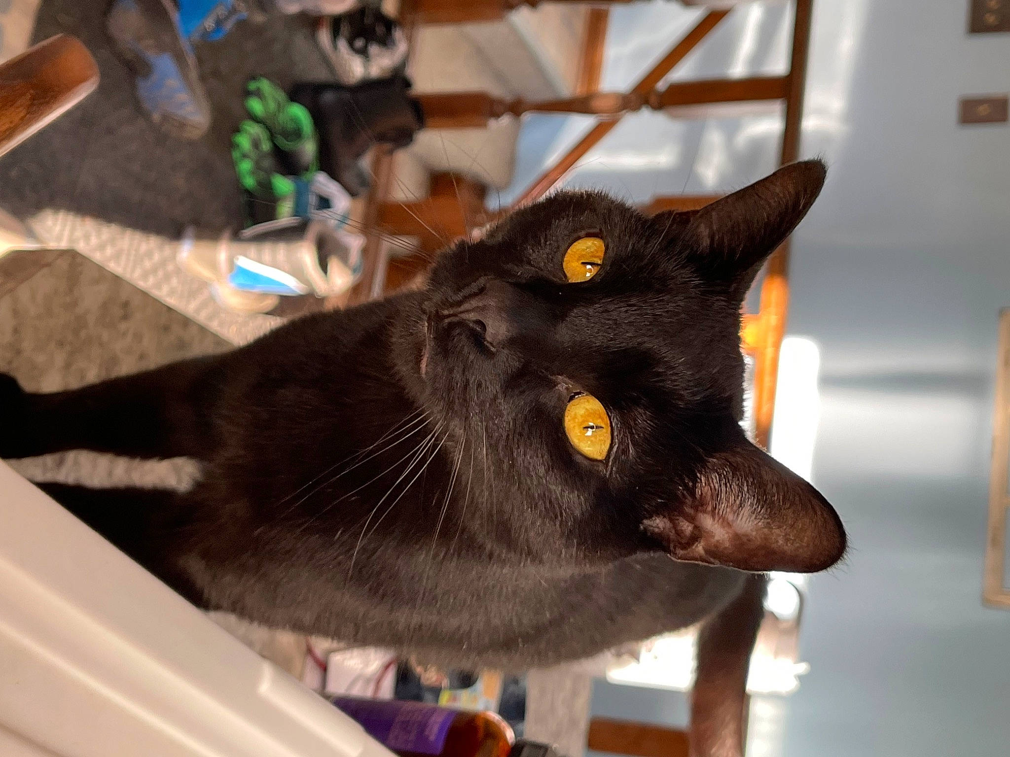 Voodoo is registered to the contest to win money with this photo: black_cat, bombay, carnivore, cat, collar, domestic_short_haired_cat, ear, felidae, fur, gesture, havana_brown, plant, small_to_medium_sized_cats, snout, whiskers, window