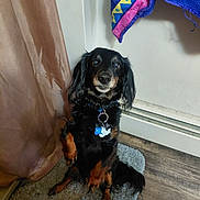 Blaze joined the competition — help win amazing prizes! dog, pet, indoor, brown, black, collar, tags, curtain, towel, rug, floor, wood_floor, wall, sitting, looking, attentive, fur, ears, paw, cute