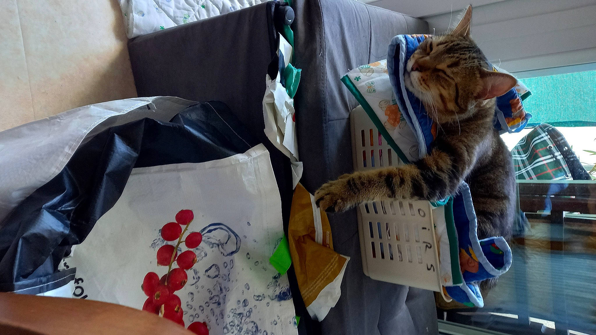 Django a rejoint le concours — aidez-le/la à gagner de superbes lots ! bag, carmine, carnivore, cat, comfort, domestic_short_haired_cat, felidae, fur, linens, luggage_and_bags, paper, pattern, room, sleeve, small_to_medium_sized_cats, tail, textile, whiskers