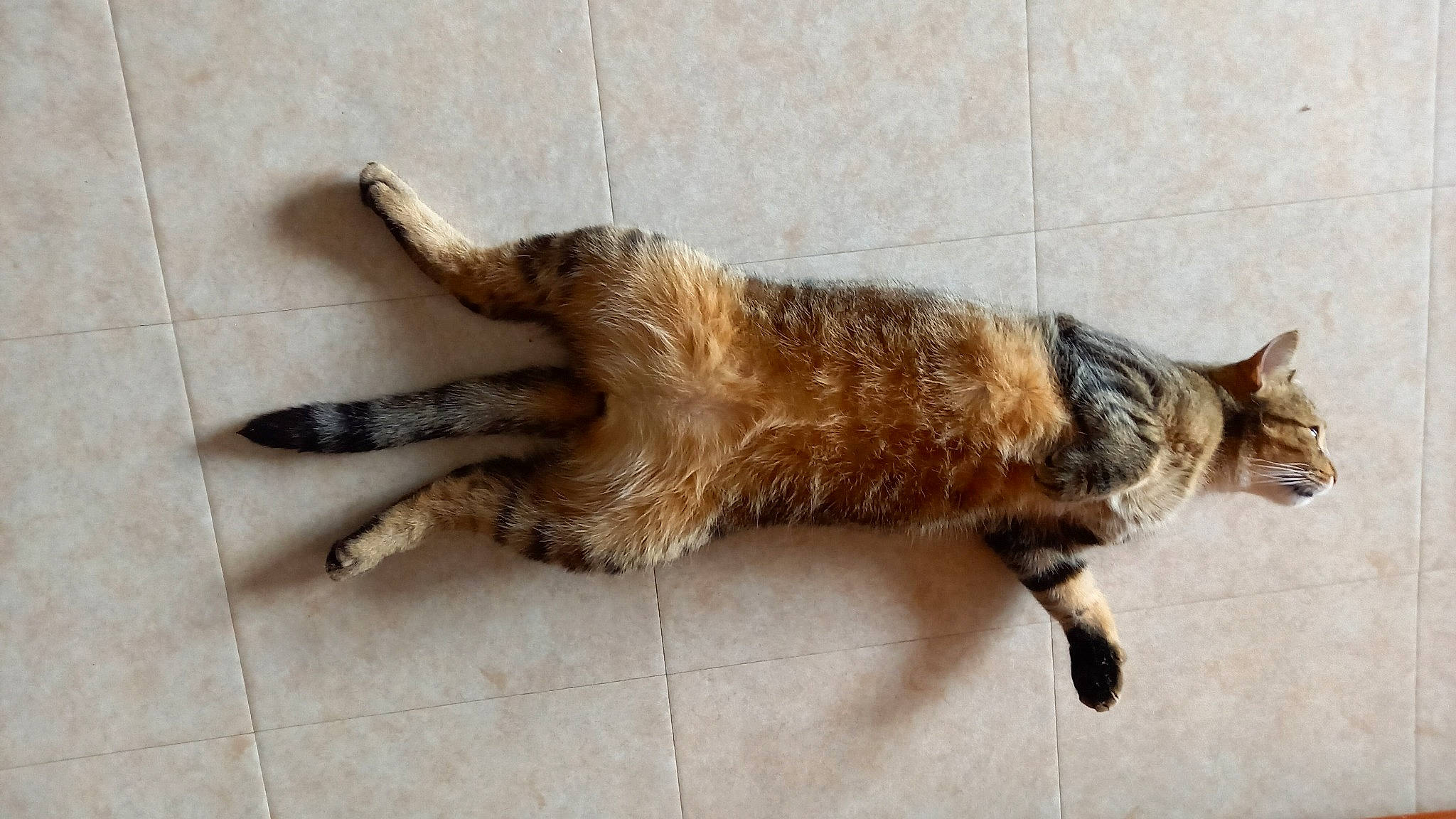 Django participe au concours pour gagner de l'argent avec cette photo : art, canidae, carnivore, cat, claw, dog_breed, domestic_short_haired_cat, fawn, felidae, flooring, fur, paw, small_to_medium_sized_cats, snout, sporting_group, tail, terrestrial_animal, whiskers, window, wood