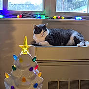 Lex joined the competition — help win amazing prizes! cat, indoor, window, heater, ceramic_christmas_tree, christmas_lights, gray_cat, white_cat, festive, holiday_decor, relaxed, animal, pet, colorful_lights, windowsill, winter, ornaments, cozy, decor, daylight