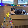 cat, indoor, window, heater, ceramic_christmas_tree, christmas_lights, gray_cat, white_cat, festive, holiday_decor, relaxed, animal, pet, colorful_lights, windowsill, winter, ornaments, cozy, decor, daylight
