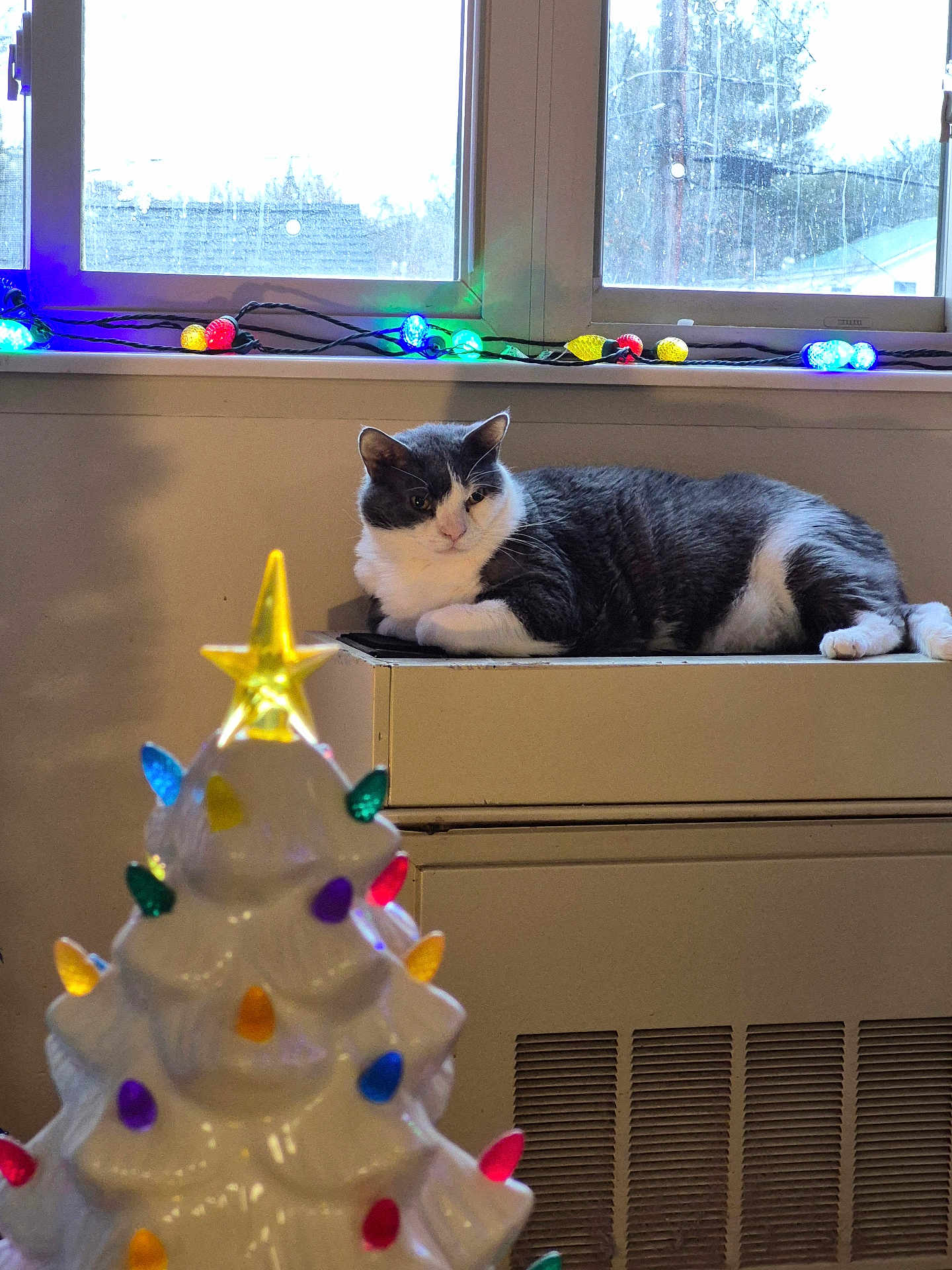 Lex joined the competition — help win amazing prizes! cat, indoor, window, heater, ceramic_christmas_tree, christmas_lights, gray_cat, white_cat, festive, holiday_decor, relaxed, animal, pet, colorful_lights, windowsill, winter, ornaments, cozy, decor, daylight
