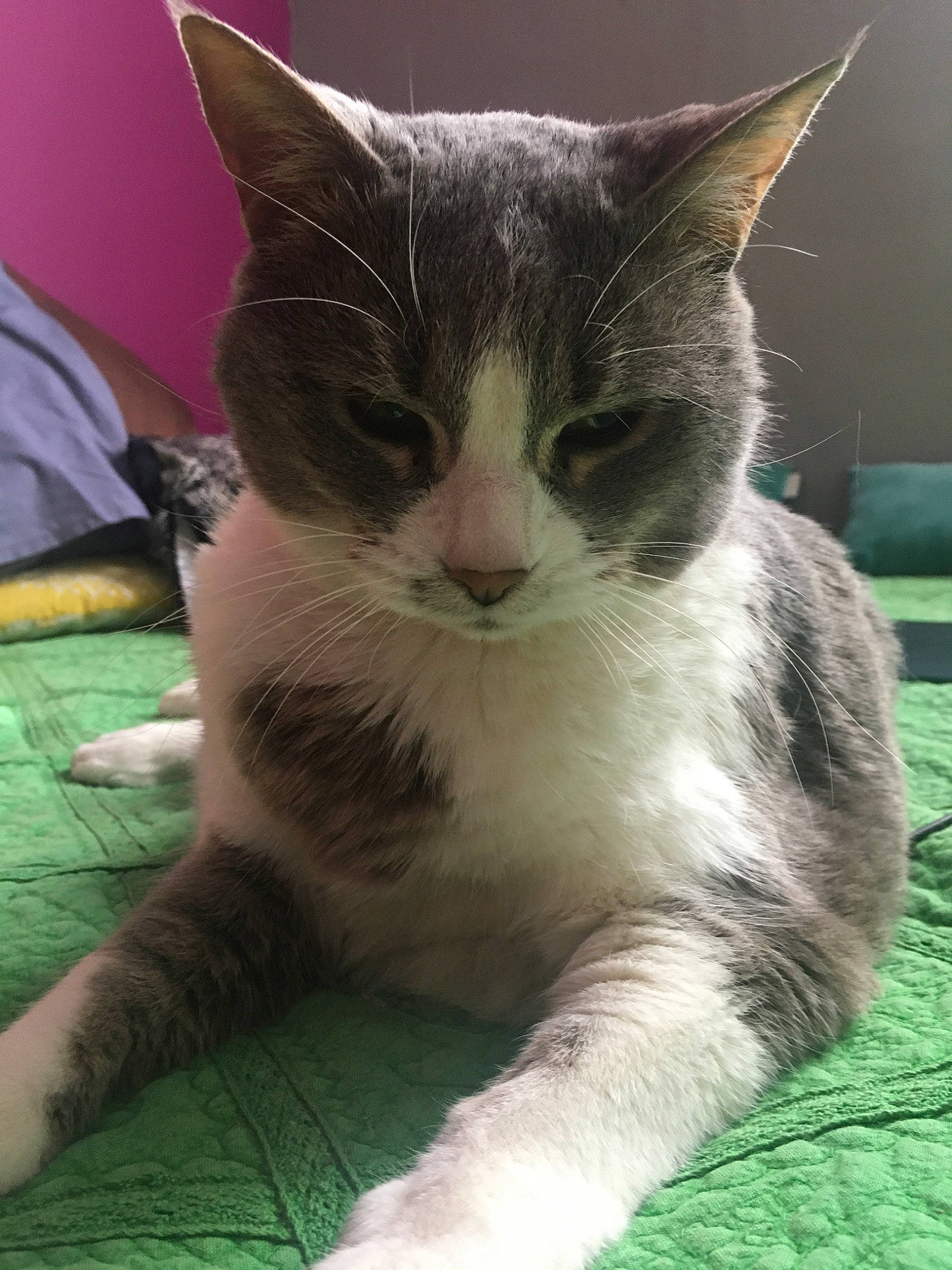 Désirée a rejoint le concours — aidez-le/la à gagner de superbes lots ! aegean_cat, american_wirehair, asian, carnivore, cat, domestic_short_haired_cat, european_shorthair, felidae, mammal, small_to_medium_sized_cats, snout, whiskers