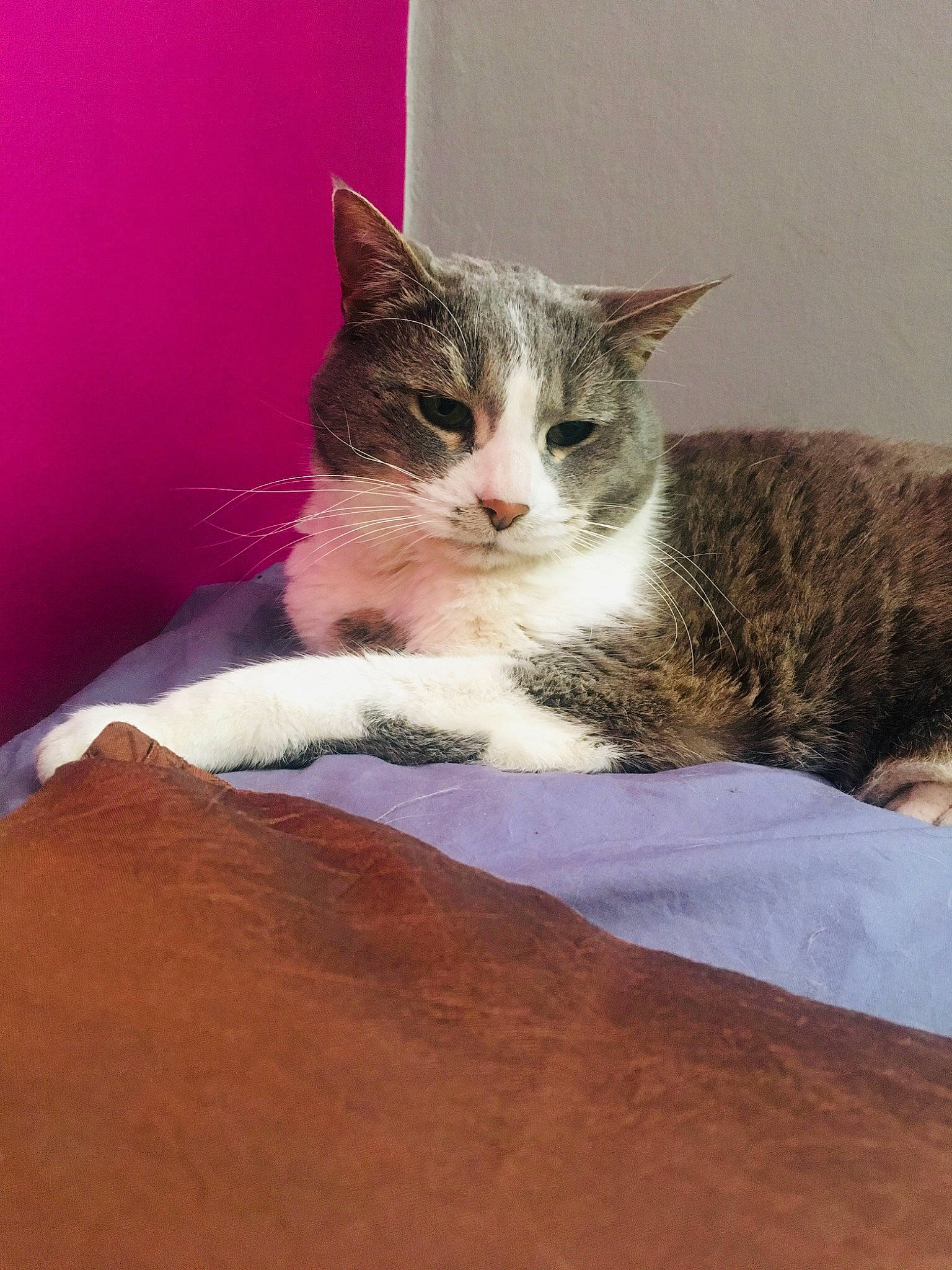 Désirée a rejoint le concours — aidez-le/la à gagner de superbes lots ! aegean_cat, american_wirehair, asian, australian_mist, carnivore, cat, domestic_short_haired_cat, european_shorthair, felidae, fur, kitten, mammal, small_to_medium_sized_cats, tabby_cat, whiskers