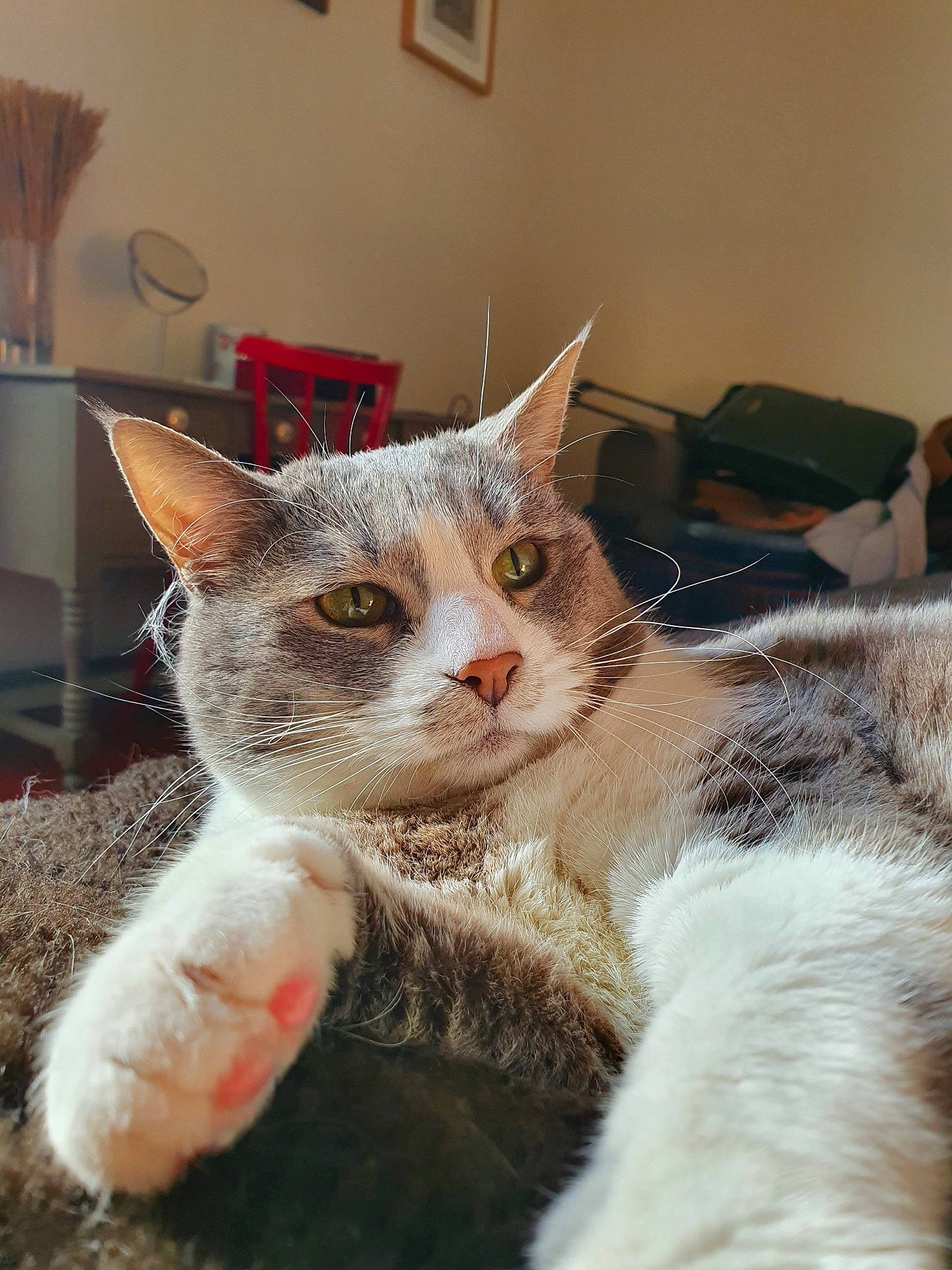 Désirée participe au concours pour gagner de l'argent avec cette photo : aegean_cat, american_wirehair, asian, carnivore, cat, domestic_short_haired_cat, ear, european_shorthair, eye, fawn, felidae, fur, german_rex, kitten, mammal, nose, small_to_medium_sized_cats, tabby_cat, whiskers