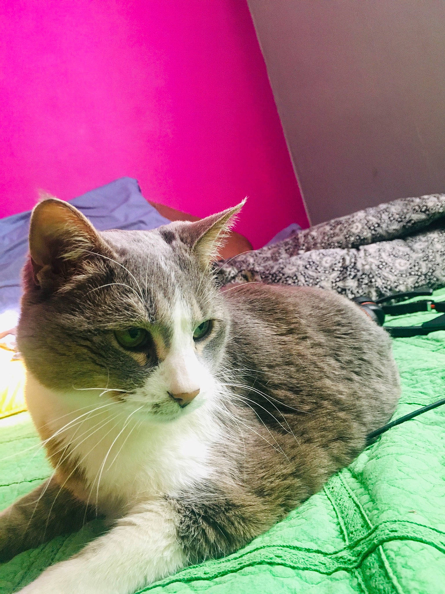 Désirée participe au concours pour gagner de l'argent avec cette photo : aegean_cat, asian, carnivore, cat, domestic_short_haired_cat, european_shorthair, eye, felidae, fur, kitten, mammal, pink, small_to_medium_sized_cats, tabby_cat, whiskers