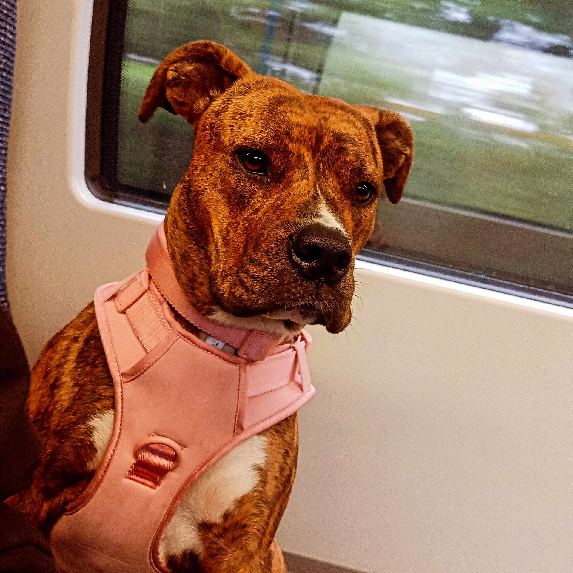 Star is registered to the contest to win money with this photo: accessories, animal, belt, boxer, bulldog, canine, clothing, cushion, dog, harness, homedecor, hound, lifejacket, pet, pitbull, puppy, snout, strap, terrier, vest