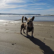 Mistic participe au concours pour gagner de l'argent avec cette photo : dog, beach, ocean, shoreline, sand, sunlight, shadow, sky, clouds, water, waves, outdoors, seaside, coast, animal, pet, standing, harness, scruffy_fur, portrait